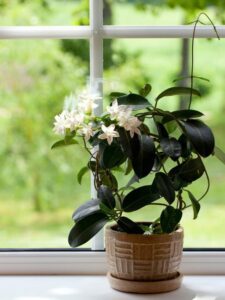 Arabian jasmine:  ਘਰ ਵਿੱਚ ਇਸ ਦਿਸ਼ਾ ਵਿੱਚ ਇਸ ਪੌਦੇ ਨੂੰ ਲਗਾਓ, ਤੁਹਾਡੇ ਅਤੇ ਤੁਹਾਡੇ ਜੀਵਨ ਸਾਥੀ ਵਿਚਕਾਰ ਦੂਰੀ ਖਤਮ ਹੋ ਜਾਵੇਗੀ