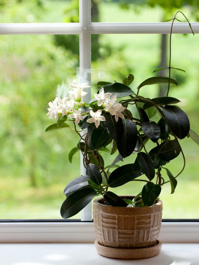 Arabian jasmine:  ਘਰ ਵਿੱਚ ਇਸ ਦਿਸ਼ਾ ਵਿੱਚ ਇਸ ਪੌਦੇ ਨੂੰ ਲਗਾਓ, ਤੁਹਾਡੇ ਅਤੇ ਤੁਹਾਡੇ ਜੀਵਨ ਸਾਥੀ ਵਿਚਕਾਰ ਦੂਰੀ ਖਤਮ ਹੋ ਜਾਵੇਗੀ...